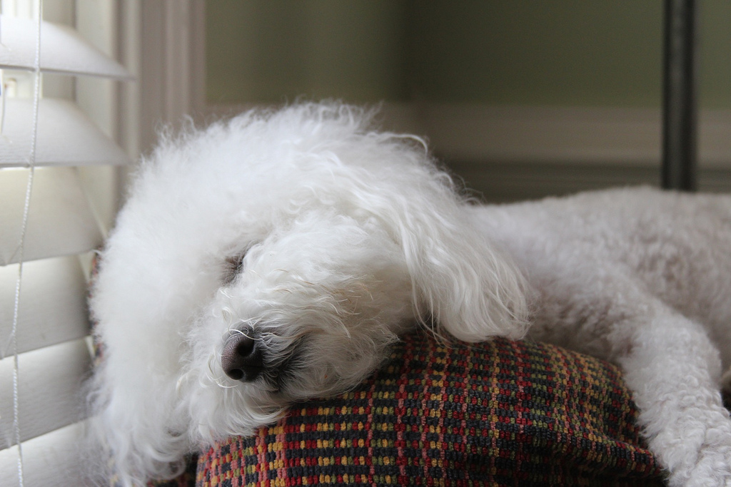 Bichon Frise sleeping by the window