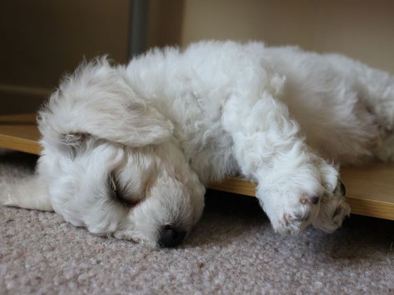 Bichon Frise sleeping on top of a wooden shelve