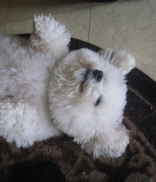Bichon Frise lying on its back in the carpet sleeping while smiling