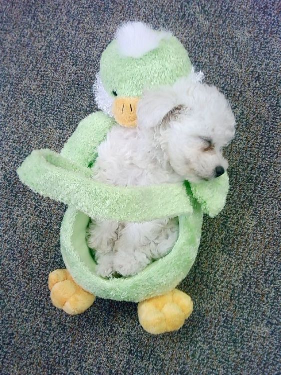 Bichon Frise puppy sleeping on its duck bed basket