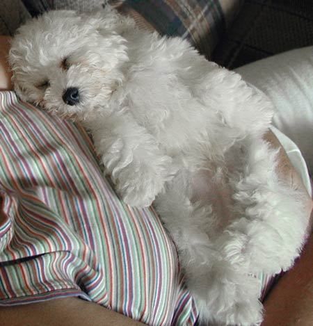Bichon Frise sleeping on top of a girl's lap