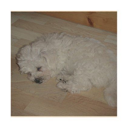 Bichon Frise lying on the floor sleeping