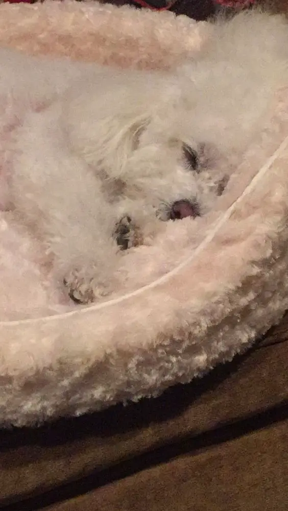 Bichon Frise soundly sleeping on its fluffy bed