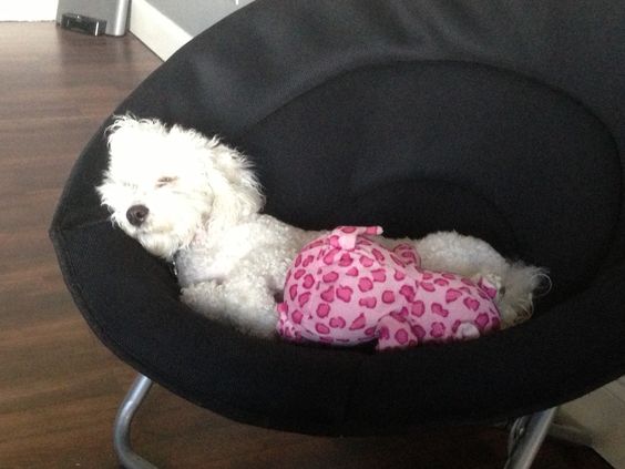 Bichon Frise soundly sleeping on a decorative chair with its pink stuffed toy
