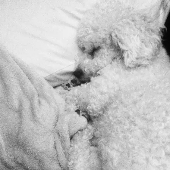 Bichon Frise lying on its side sleeping on the bed