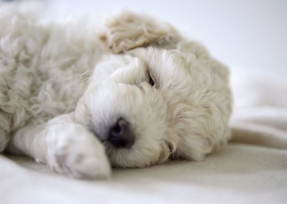 Bichon Frise puppy soundly sleeping on the bed