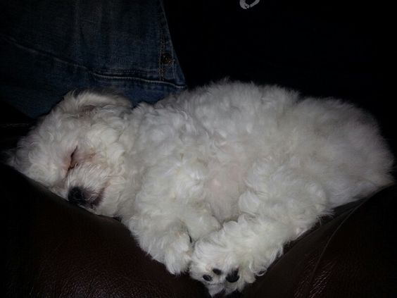 Bichon Frise soundly sleeping on the couch