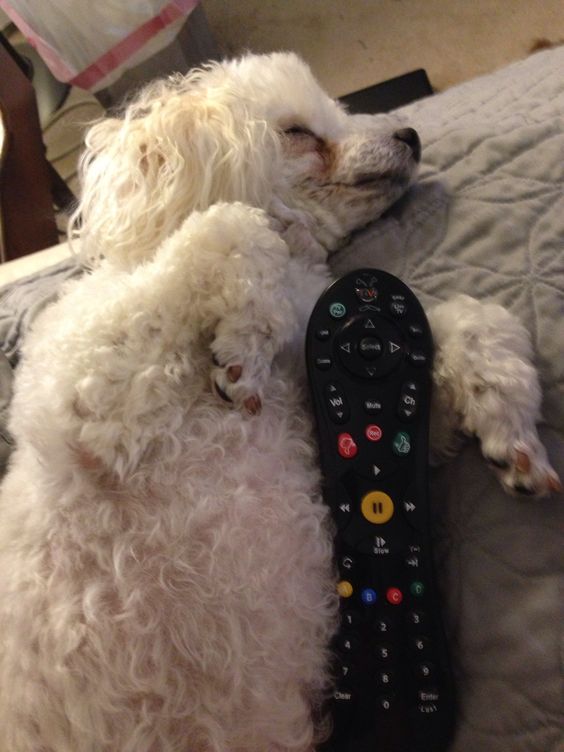 Bichon Frise dog sleeping on the couch with a remote