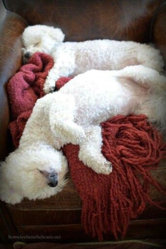two Bichon Frises sleeping besdie each other on the couch