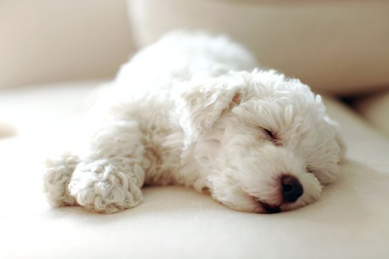 Bichon Frise puppy lying on the bed sleeping