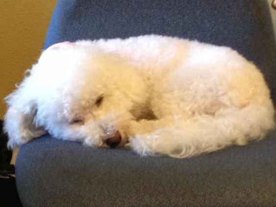 Bichon Frise curled up sleeping on the chair