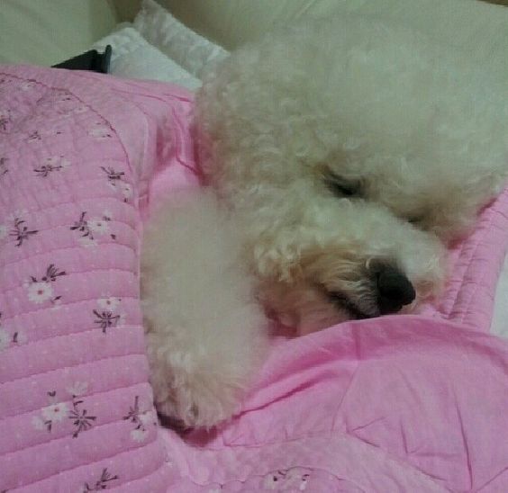 Bichon Frise sleeping on its bed snuggled up in blanket