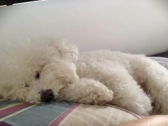 Bichon Frise sleeping on the bed