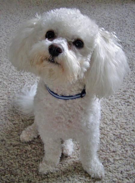 Bichon Frise sitting on the carpet with its begging face