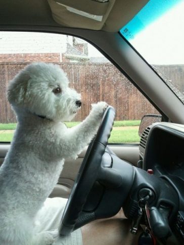 driving bichon frise