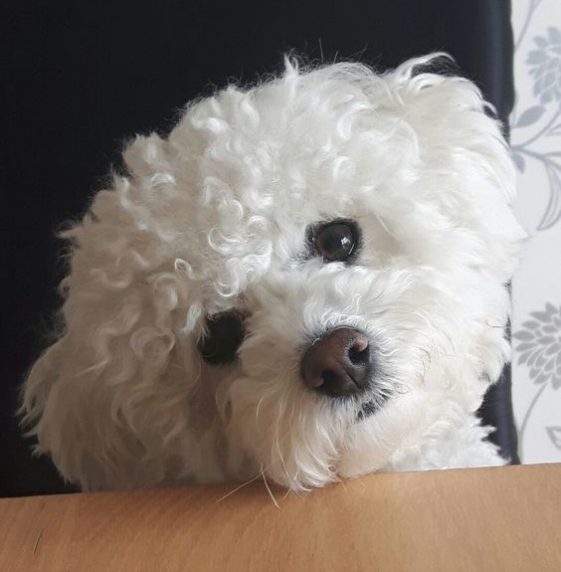 bichon frise face in the table