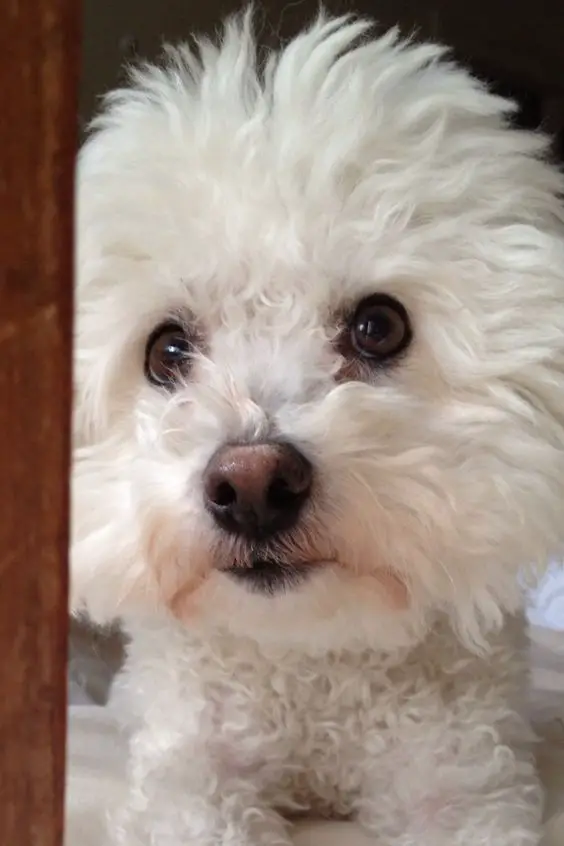 adorable Bichon Frise lying on the bed