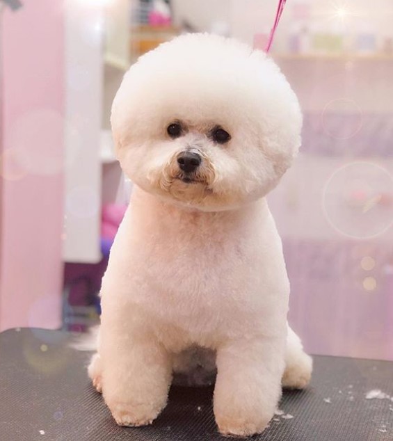 Bichon Frise in a simple cotton ball look haircut