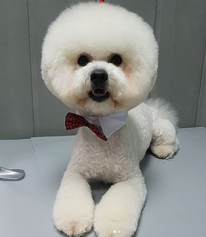 Bichon Frise in medium length round face and closely shave body while leaving its legs fluffy