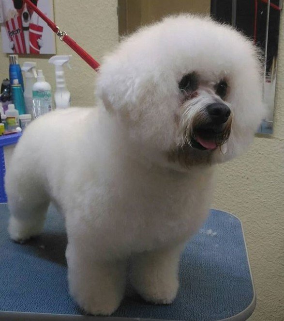 Bichon Frise in cotton ball haircut
