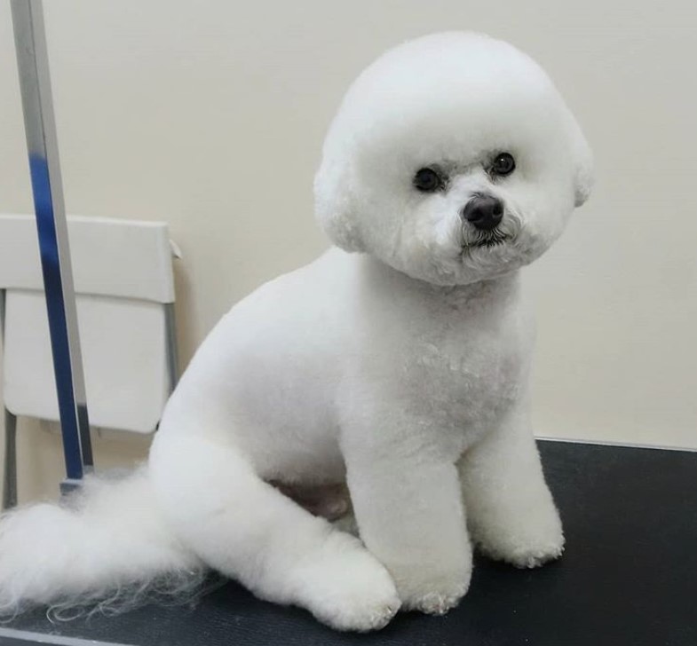 Bichon Frise in simple cotton ball look haircut