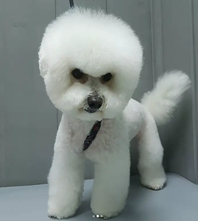 angry faced Bichon Frise in cotton ball look haircut