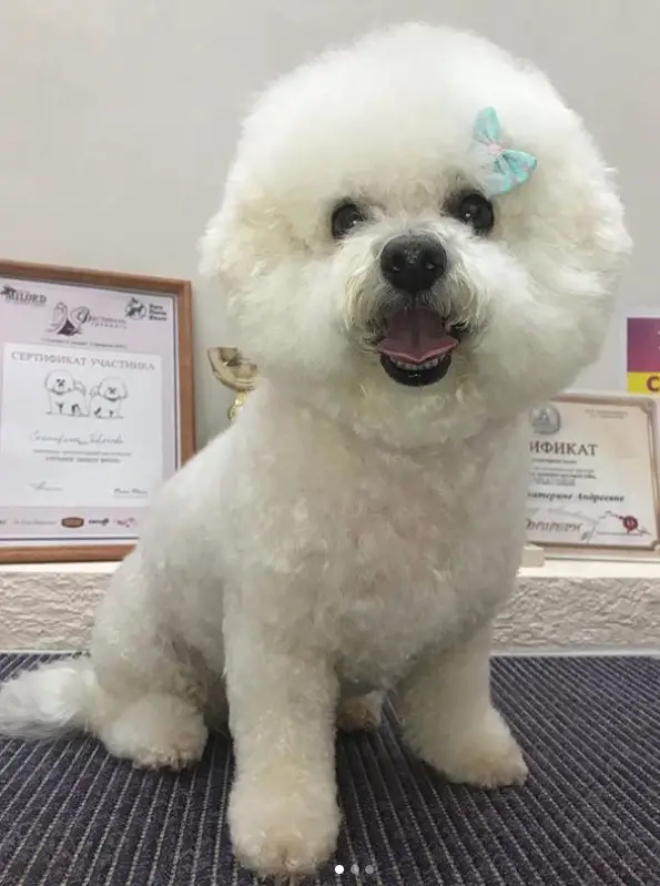 20 Best Bichon Frise Haircuts for Your Puppy Page 2 of 6