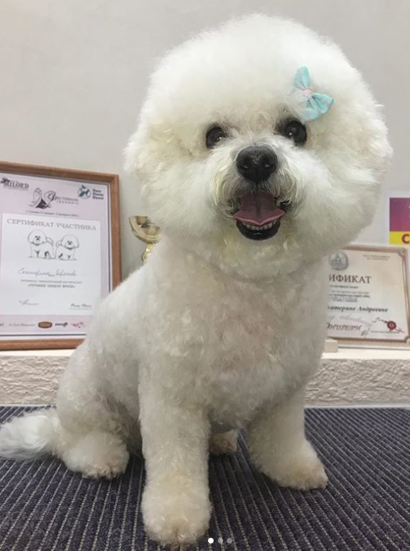 20 Best Bichon Frise Haircuts For Your Puppy Page 2 The Paws