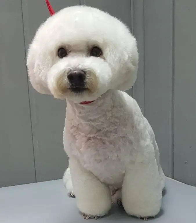 Bichon Frise sitting on the tavble with a cotton ball look haircut