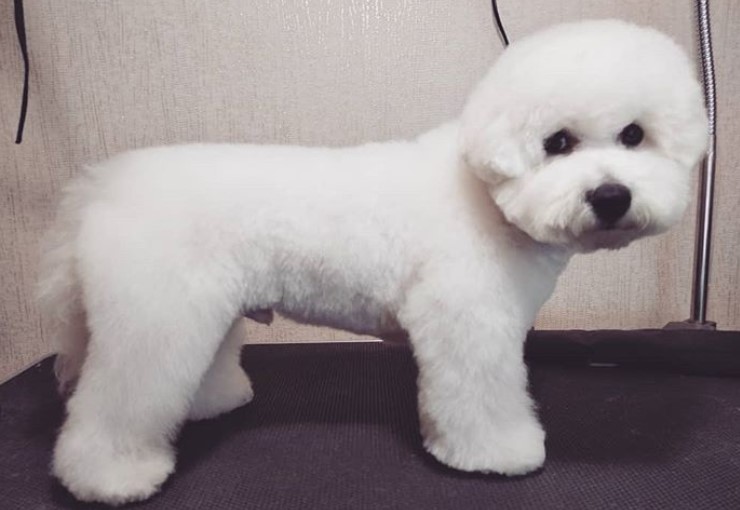 Bichon Frise in a teddy bear haircut