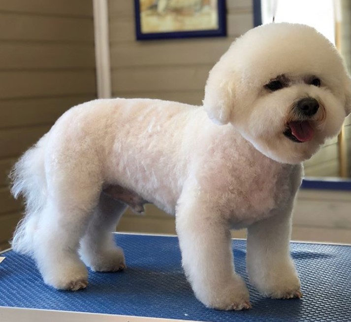 Bichon Frise with a trimmed round face while the rest of its body is closely shaved