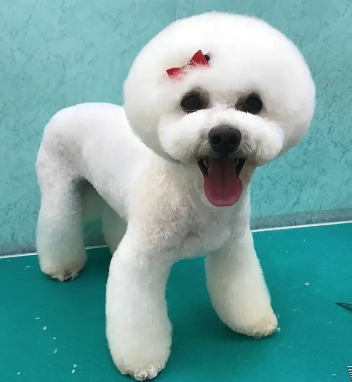 smiling Bichon Frise with a cotton ball look haircut