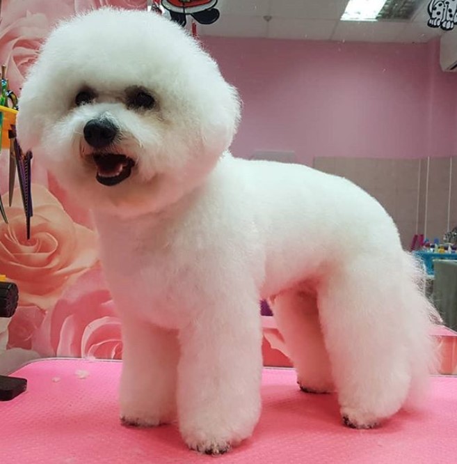 Bichon Frise in short cotton ball look haircut