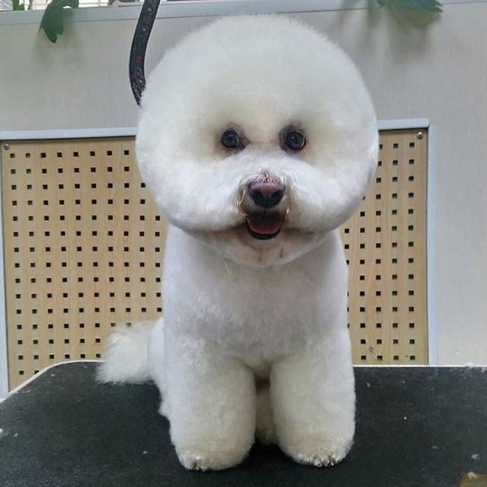 Bichon Frise in cotton ball haircut