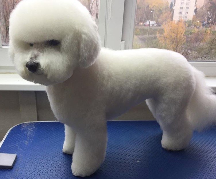 Bichon Frise in round face cut and trimmed fur on the body