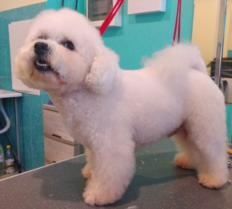 Bichon Frise with a bob haircut