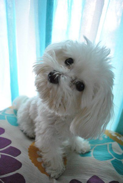 A Bichon Frise puppy sitting on the bed while looking up and tilting its head
