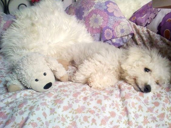 A Bichon Frise lying on its bed next to a sheep stuffed toy while smiling