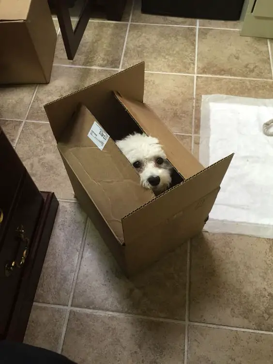 Bichon Frise sitting inside the box with its sad face peeking through the opening