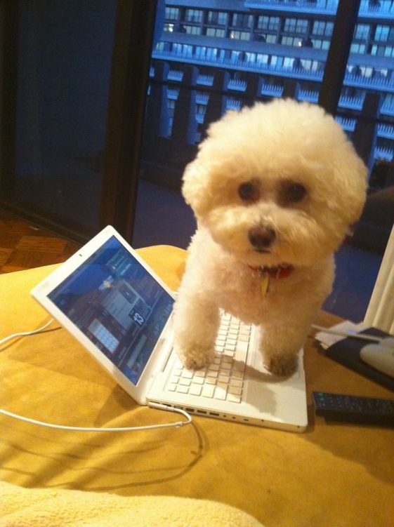 bichon frise steeping on the laptop