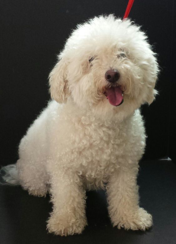 white and curly Poochon sitting on the floor with its tongue out