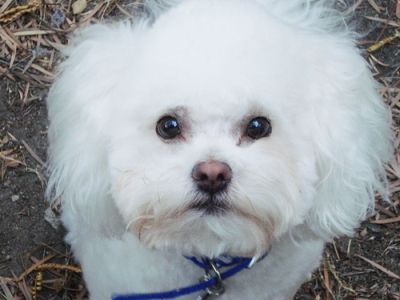 Bichdoodle sitting on the ground while looking up with its begging face