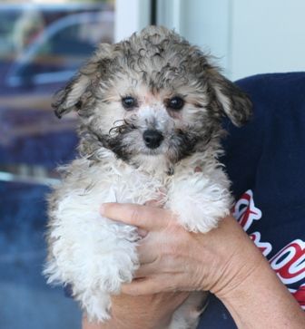 a woman holding a Bichdoodle puppy