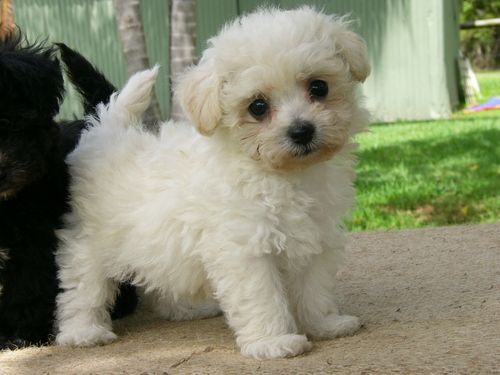 Bichonpoo puppy standing in the pathway in the yard