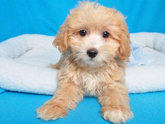 A Bichonpoo puppy lying on its bed with its adorable face