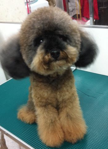 A Bichon-Poo sitting on top of the grooming table