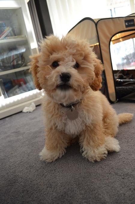 Bichon-Poo pup sitting on the floor