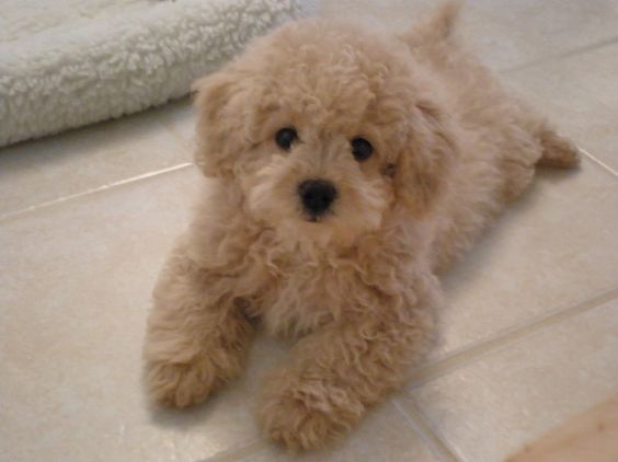 Cute Bichondoodle lying on the floor with its sad face