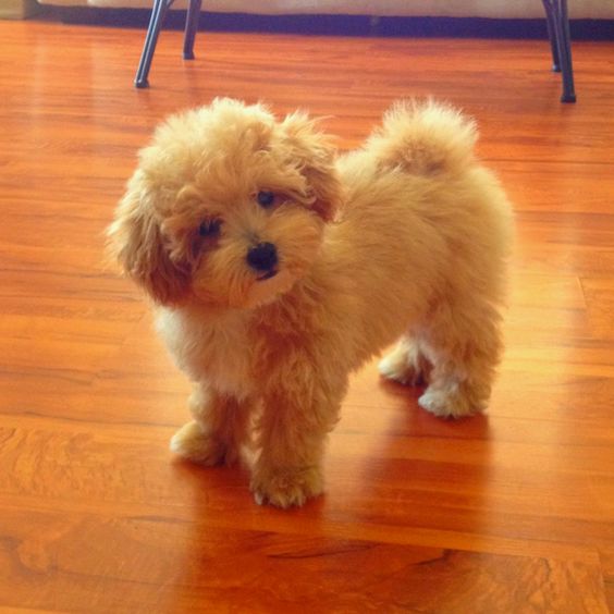 Bichondoodle standing on the floor while tilting its head