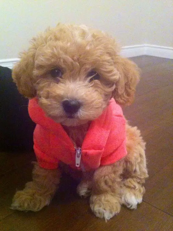  Bichondoodle wearing a pink jacket while sitting on the floor